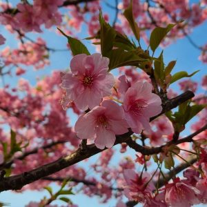 愛宕神社 河津桜