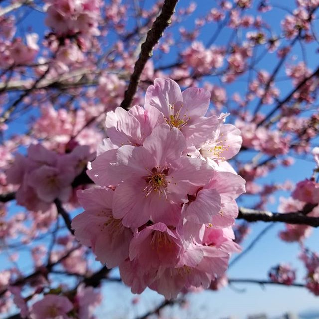 桜