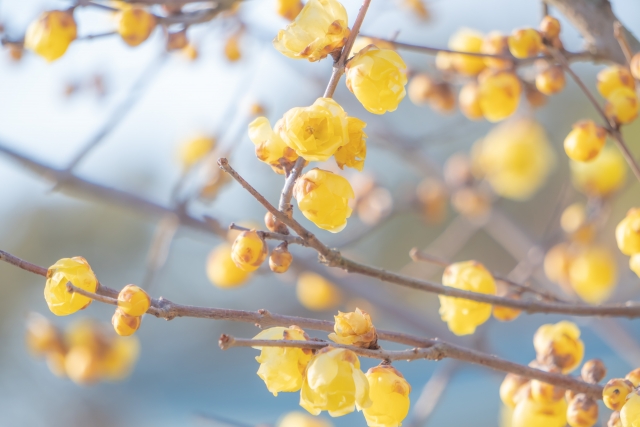 12月の花　蠟梅